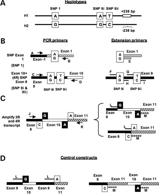Primer design for MALDI-ToF MS gene expression assays at the human MAPT locus. The methodology requires an RT-PCR reaction, followed by a primer extension reaction and analysis by MALDI-ToF MS. Oligonucleotide identification letters refer to the sequences given in Table 1. (A) The coding polymorphisms SNP 1, SNP 9i and SNP 9ii are in complete LD with each other, and with the 238 bp insertion/deletion polymorphism in intron 9 used to define the H1/H2 haplotype. (B) The RT-PCR primers used to amplify fragments containing the coding SNPs are shown on the left, and the locations of the extension primers used for the single base extension reaction extending to the SNP are shown on the right. The locations of the coding SNPs and the genotypes of the two alternative alleles are shown in boxes, with the H1 allele shown above the H2 allele. (C) The locations of the RT-PCR primers in exons 9 and 11, and the alternative final base of the primer extension reactions extending into alternatively spliced exons, are shown. (D) Structure of artificial control constructs built containing fragments of exons 9, 10 and 11 to normalize the MALDI-ToF data to the expected 1:1 ratio of 4R:3R.