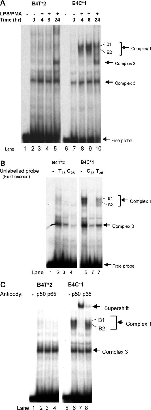 Figure 1. (A) Electromobility shift assay of SNP 4 (−3737). Labeled, double-stranded oligomers, both alleles 1 and 2 sequences of SNP 4, were tested for binding to nuclear protein from THP-1 cells treated for 0, 2, 4, 6 and 24 h with LPS (100 ng/ml) and PMA (20 ng/ml). Location of the free probe and three retarded binding complexes are indicated by arrows. (B) Allele specificity of complex formation for SNP 4. To determine specificity of binding, unlabeled double-stranded oligomers for alleles 1 and 2 were used in the EMSA assay to compete for binding of the labeled probes. Complete blocking of complex 1 binding was seen for the C oligonucleotide, indicating a higher binding affinity to that oligonucleotide. (C) NFκB antibody supershift assays for SNP 4. NFκB antibody for both p50 and p65 subunits was used in the EMSA assay to examine the nature of DNA–protein complexes. Binding patterns show a major supershift with p50 antibody and to a much lesser degree with p65 antibody.