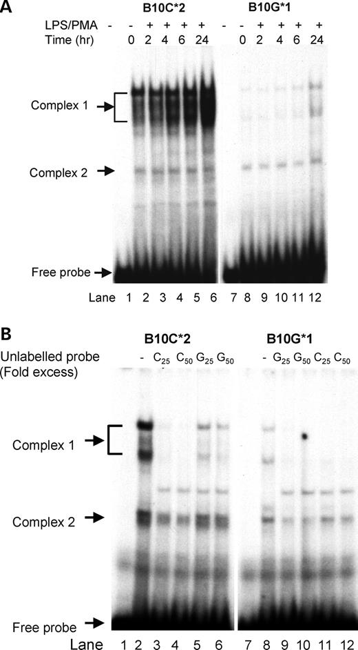 Figure 2. (A) Electromobility shift assay of SNP 10 (−1468). Labeled, double-stranded oligomers, both alleles 1 and 2 sequences of SNP 10, were tested for binding to nuclear protein from THP-1 cells treated for 0. 2, 4, 6 and 24 h with LPS (100 ng/ml) and PMA (20 ng/ml). Location of the free probe and two retarded binding complexes are indicated by arrows. (B) Allele specificity of complex formation for SNP 10. To determine specificity of binding, unlabeled double-stranded oligomers for alleles 1 and 2 were used in the EMSA assay to compete for binding of the labeled probes. Blocking of complex 1 with cold C oligonucleotide indicated a higher affinity of protein binding to allele 2 oligonucleotide.