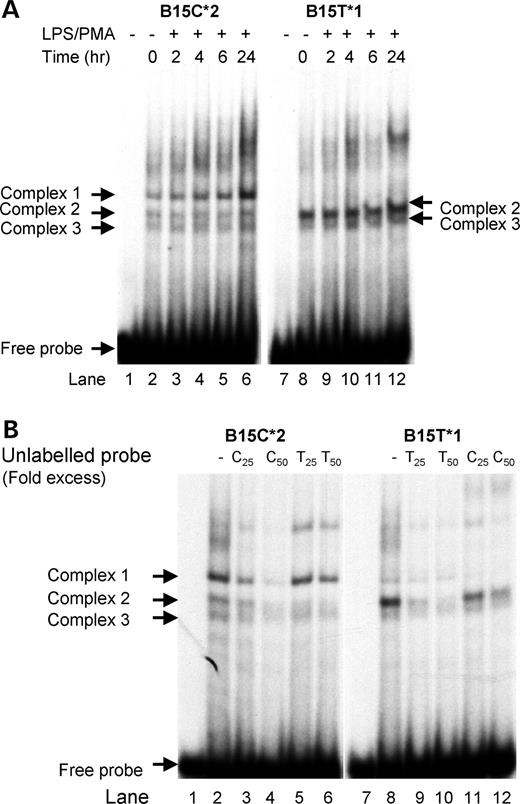 Figure 3. (A) Electromobility shift assay of SNP 15 (−31). Labeled, double-stranded oligomers, both alleles 1 and 2 sequences of SNP 15, were tested for binding to nuclear protein from THP-1 cells treated for 0, 2, 4, 6 and 24 h with LPS (100 ng/ml) and PMA (20 ng/ml). Location of the free probe and three retarded binding complexes for the C allele and two complexes for the T allele are indicated by arrows. (B) Allele specificity of protein binding to SNP 15 oligomers. To determine specificity of binding, unlabeled double-stranded oligomers for alleles 1 and 2 were used in the EMSA assay to compete for binding to the labeled probes. The pattern of binding competition indicated that the protein binding of complex 1 was highly specific for allele 2, whereas complexes 2 and 3 have higher affinity for allele 1.
