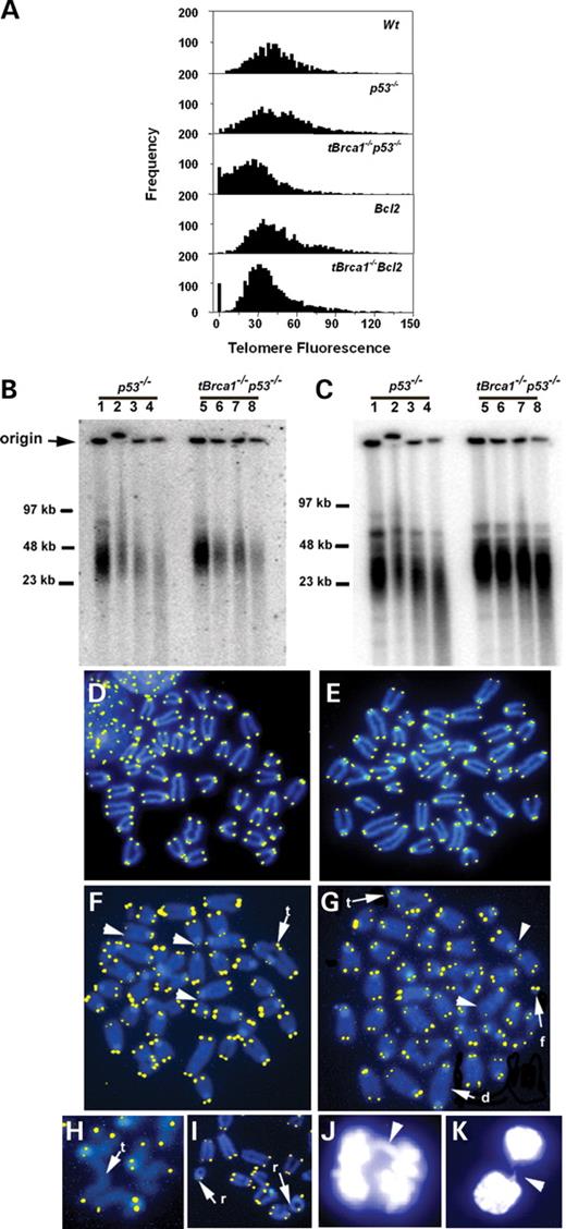Figure 1. Telomere erosion and chromosomal abnormalities in Brca1-deficient peripheral activated T-cells. (A) Representative frequency distributions of telomere fluorescence data collected from qFISH analysis of metaphase chromosomal spreads of tBrca1−/−p53−/− compared with p53−/− and tBrca1−/−bcl2 compared with bcl2 activated T-cells. The x-axis depicts the intensity of each signal as expressed in telomere fluorescence units (TFU; 1 TFU=1 kb of telomeric repeats), the y-axis shows the frequency of telomeres of a given length. (B) Non-denaturing in-gel hybridization of genomic DNA from p53−/− (lanes 1–4) and tBrca1−/−p53−/− (lanes 5–8) activated T-cells with radiolabeled (CCCTAA)4 oligonucleotide. Specificity of signal was ensured by the stepwise reduction in intensity following incubation with increased amounts of Mung bean nuclease (0 units, lanes 1 and 5; 10 units, lanes 2 and 6; 40 units, lanes 3 and 7; 160 units, lanes 4 and 8). (C) To control for non-specific degradation in (B), the same gel is shown following denaturation and subsequent hybridization with radiolabeled (CCCTAA)4. Results shown in (B) and (C) are representative of four independent experiments using T-cells from p53−/− and tBrca1−/−p53−/− siblings derived from three different litters. (D–I) Telomere-FISH analysis of metaphase chromosomal spreads from p53−/− (D) bcl2 (E) tBrca1−/−p53−/− (F and I) and tBrca1−/−bcl2 (G and H) activated T-cells. Arrowheads denote chromosome ends with reduced telomere signal, t-triradial-like, d-dicentric, f-fragment, r-ring chromosome. (J and K) Representative anaphase chromosome bridge (J, arrowhead) and chromatin bridge (K, arrowhead) from newly divided daughter tBrca1−/−p53−/− cells. Results shown in (J) and (K) are representative of three independent experiments using T-cells from p53−/− and tBrca1−/−p53−/− siblings derived from three different litters. Telomere fluorescence intensity in pictures shown in (D–I) are for qualitative display only and is not meant to be quantitative in nature.