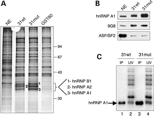 Figure 3. Recruitment of hnRNP A1 by the c.4250T>A mutation in exon 31. (A) RNA affinity experiment using immobilized 31wt, 31mut as well as non-specific (GST-80) RNA sequences. The first lane shows the input HeLa nuclear extract used in the experiment. Three bands that strongly bound to the 31mut RNA were excised from the silver-stained gel and identified by MALDI-TOFF mass spectrometry as hnRNPs A1, A2 and B1. Shown on the right are the mobilities of protein size markers (in kiloDaltons). (B) Western blot analysis of the same RNA affinity experiment as in (A) with specified antibodies. (C) UV cross-linking/immunoprecipitation experiment. The 31wt or 31mut labelled RNA probe were incubated with HeLa nuclear extract followed by cross-linking. A 5% input was loaded directly (lanes 2 and 4), whereas lanes 1 and 3 show subsequent immunoprecipitation of cross-linked proteins by anti-hnRNP A1 antibodies. Position of hnRNP A1 is indicated on the right.