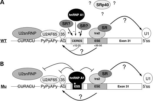 Figure 8. Speculative model of splicing regulation of dystrophin exon 31 in the wild-type and mutant context. (A) In the wild-type context, binding of Tra2β to the ESE promotes exon definition by recruiting either U1 snRNP to the downstream 5′ss or the splicing factor U2AF to the upstream 3′ss (or both) so that exon 31 is constitutively included. Tra2β is likely to function with other SR or SR-related proteins. Other ESEs in the exon could mediate weak exon inclusion. Indeed the exonic region +10 to 25 is believed to act as a composite exonic regulatory element of splicing (CERES) (79,80) containing a weak binding site for hnRNP A1 and a putative enhancer sequence that may recruit SR proteins or other activatory factors. The SRp40 protein is believed to repress exon 31 inclusion, however the mechanism of inhibition of this protein is unknown. (B) The c.4250T>A mutation creates a high-affinity binding site for hnRNP A1. The inhibitor displaces the binding of activatory factors to the CERES and sterically interferes with the binding of U2AF on the 3′ss. The binding of Tra2β on the ESE is preserved, and still stimulates or stabilizes the interactions of general splicing factors at the 5′ss consistent with the weak level of exon skipping observed in the patient.