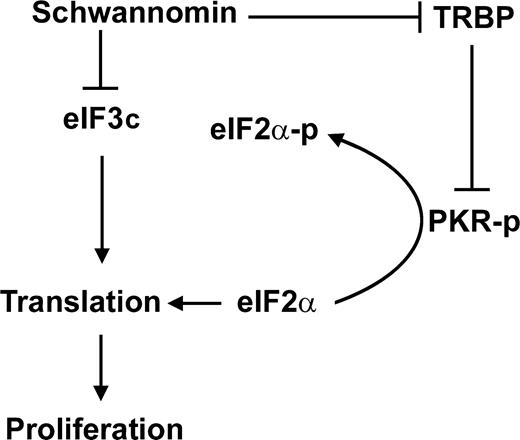 Figure 7. Model for schwannomin action involving TRBP, eIF3c, protein translation and proliferation. Schwannomin directly interacts with and inhibits proliferation mediated by the expression of both TRBP and eIF3c. TRBP inhibits the ribosome-associated protein kinase PKR, which is autophosphorylated upon binding double-stranded RNA. PKR-p phosphorylates eIF2α resulting in the inhibition of protein translation and proliferation.