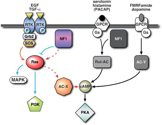 Figure 6. AC can be activated by at least three distinct pathways: First, a novel NF1/Ras-dependent pathway stimulated by growth factors such as EGF and TGFα that activates an unidentified AC (AC-X), and does not involve Gαs; secondly, an NF1/Gαs-dependent pathway, acting through Rutabaga-AC (Rut-AC), stimulated by serotonin and histamine, and possibly PACAP38 (see discussion), that does not require Ras; thirdly, a classical NF1-independent pathway, involving Gαs but not NF1 or Ras, stimulated by FMRFamide and dopamine that activates an unidentified AC (AC-Y).