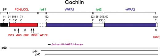 Figure 1. Schematic representation of the deduced amino acid structure of human COCH, encoding the protein cochlin, shows a predicted signal peptide (SP), followed by a domain initially designated as FCH, also known as the LCCL domain, followed by an intervening domain (ivd1) and two von Willebrand factor A-like domains (vWFA1 and vWFA2) separated by an intervening domain (ivd2). Six familial missense mutations (five in the FCH/LCCL domain and one in the vWFA2 domain) causing DFNA9 deafness and vestibular disorder are indicated by arrows. The positions of all cysteine residues are shown as ‘C’. The three known isoforms of cochlin are represented by horizontal lines corresponding to their sequence and designated as p60 (full-length, excluding the SP) and two shorter isoforms (p44 and p40, both lacking the FCH/LCCL domain). The cochlin antibody used in this study was made against a small peptide in the N-terminus of the vWFA1 domain (amino acid residues 163–181), shown in the figure. This antibody recognizes all three isoforms of cochlin.