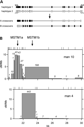 Figure 1. Variation between men in sperm crossover profiles across hotspots MSTM1a and MSTM1b. (A) Detecting crossovers. Nested PCR using ASPs (triangles) directed to heterozygous SNP sites (ovals) in repulsion phase was used to selectively amplify orientation A- or B-type crossover molecules from sperm DNA. Crossover breakpoints were then mapped by typing internal markers. (B) Sperm crossover distributions in two men. A total of 1.4×106 and 1.8×106 amplifiable molecules of each haplotype (17 µg and 22 µg sperm DNA) was assayed for reciprocal (A, B) crossovers in man 10 and man 4, respectively. The number of A plus B crossovers mapping to each interval between adjacent heterozygous SNPs, marked as ticks above, are indicated in italics and were used to estimate the local recombination activity in cM/Mb. The centre point of each hotspot is marked with an arrow. Co-ordinates in kb are taken from Jeffreys et al. (13). The test interval in man 4 is shorter due to lack of 5′ SNP heterozygosities. Note the lack of MSTM1a crossovers in this man.