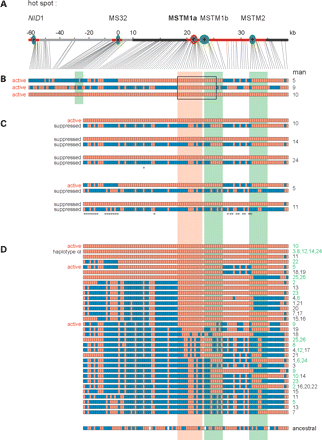 Figure 6. Active and suppressed haplotypes at hotspot MSTM1a. (A) The region analysed, as shown in Figure 4A. (B) The three MSTM1a-active haplotypes identified from crossover frequency (Fig. 3) and crossover asymmetry data (Fig. 5), with alleles coloured as in Figure 4. The 3.5 kb region of haplotype identity is marked by a box. (C) Comparison of haplotypes in the active men 5 and 10 with other men carrying similar or identical haplotypes but inactive at MSTM1a. Haplotype discordancies between active and inactive men are indicated with asterisks. (D) The three active and 49 suppressed haplotypes in all 26 men assayed for crossovers. Haplotypes are grouped by similarities over the 3.5 kb region, and those marked in green at the right were fully resequenced over the interval 14–26 kb. The ancestral state of each SNP was deduced from human/chimpanzee comparisons; ambiguous states or unknown states arising from gaps in the chimpanzee sequence are indicated in white.