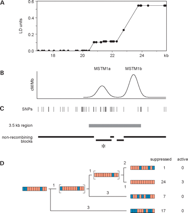 Figure 7. Haplotype diversity across the MSTM1 region. (A) LD map across this region, determined from the haplotypes in Figure 6 as described elsewhere (1). (B) Best-fit sperm crossover distributions in men active at hotspot MSTM1a, from data in Figure 2. The region upstream of 20 kb has not been assayed for sperm exchanges but lies within a region of complete LD. (C) Location of SNPs and the 3.5 kb region of identity shared by the three haplotypes that are active at hotspot MSTM1a, together with blocks of markers that show no evidence for historical recombination. The latter were identified from the haplotypes shown in Figure 6, together with information on the ancestral state of each SNP. The non-recombining block spanning MSTM1a is marked with an asterisk. (D) Phylogeny of this MSTM1a block, with intermediate haplotypes not seen in the survey marked with brackets and with the number of nucleotide changes on each branch indicated. The numbers of each haplotype observed are shown at the right.