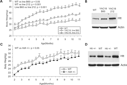 Figure 1. Wild-type huntingtin expression influences body weight. In order to identify overt phenotypes caused by over-expression of wild-type htt, we examined two lines of YAC18 mice that over-express htt with 18 glutamines. (A) Both YAC18, Line B60 mice and YAC18, Line 212 mice weighed significantly more than WT mice. (11 months—WT: 34.5±1.6 g, Line 212: 46.5±1.4 g, Line B60: 40.6±1.1 g, P<0.001, N=9 WT, 14 Line B60, 16 Line 212). (B) Examination of total htt expression in brain revealed that increased expression of htt resulted in a dose-dependent increase in body weight as Line B60 mice express more htt than WT and Line 212 mice express more htt than Line B60. (C) To determine if reductions in htt expression also affected body weight, we examined mice heterozygous for the targeted inactivation of the mouse HD gene (Hdh +/− mice) and found that Hdh +/− mice weighed significantly less than WT mice (2 months—WT: 24.1±0.4 g, Hdh +/−: 21.0±0.8 g, P=0.003, N=12 WT, 10 Hdh +/−). (D) Western blotting with whole brain lysates confirmed that Hdh +/− mice have reduced levels of wild-type htt expression. Thus, full-length wild-type htt levels have a dose-dependent effect on body weight. Error bars show standard error of the mean.