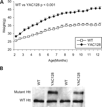 Figure 3. Mutant huntingtin over-expression increases body weight. (A) YAC128 mice over-expressing mutant huntingtin weigh significantly more than wild-type littermate controls starting at 2 months of age (2 months—WT: 25.6±0.6 g, YAC128: 28.3±0.5 g, P=0.001; 12 months—WT: 35.5±1.1 g, YAC128: 45.9±0.8 g, P<0.001; N=20 WT, 31 YAC128). (B) Examination of total htt expression in the brain confirms that htt levels are increased in YAC128 mice when compared with WT mice. Error bars show standard error of the mean.