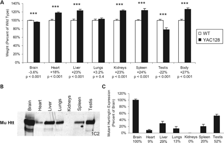 Figure 4. Mutant huntingtin expression increases organ weight except in the brain and testis. (A) The weight of the heart, liver, kidneys and spleen of YAC128 mice were significantly increased when compared with WT mice, whereas lung mass was similar (Heart—WT: 183±4 mg, YAC128: 216±3 mg, P<0.001; Liver—WT: 1.90±0.06 g, YAC128: 2.34±0.06 g, P<0.001; Lungs—WT: 412±1 mg, YAC128: 425±1 mg, P=0.4; Kidneys—WT: 655±15 mg, YAC128: 807±12 mg, P<0.001; Spleen—WT: 106±2 mg, YAC128: 132±4 mg, P<0.001; N=34 WT, 37 YAC128). In contrast, both the brain and testis of YAC128 mice showed significant atrophy when compared with WT mice (Brain—WT: 400±3 mg, YAC128: 386±3 mg, P<0.001, N=32 WT, 35 YAC128; Testis—WT: 161±4 mg, YAC128: 126±8 mg, P<0.001, N=12 WT, 12 YAC128). (B) Examination of htt expression in each organ revealed the highest levels of mutant htt expression in the brain and testis, the two regions demonstrating toxicity. (C) Differences in expression levels were confirmed by quantification of band densities (Htt expression as percentage of brain—Brain: 100±4%; Heart: 9±2%; Liver: 29±6%; Lungs: 13±7%; Kidney: 0±0%; Spleen: 20±6%; Testis: 52±5%; N=4). Error bars show standard error of the mean. ***P<0.001.