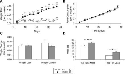 Figure 5. Characterization of weight gain phenotype in YAC18 mice. Three-month-old YAC18 and WT mice were examined. (A) YAC18 mice gain weight significantly faster than WT mice. (B) This does not result from increased food consumption as the curves of total food consumption over time are almost exactly parallel. (C) During a 24 h fast, YAC18 and WT mice lose weight at the same rate, indicating similar metabolic rates of lean tissue. During the refeeding period there is also no significant difference in the rate at which YAC18 and WT mice regain weight. (D) Analysis of body composition reveals that the increased weight in YAC18 mice is a result of increases in both fat-free mass and in total fat mass. N=4 WT, 6 YAC18. Error bars indicate standard error of the mean. *P<0.05, **P<0.01.