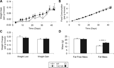 Figure 6. Characterization of weight gain phenotype in YAC128 mice. Three-month-old YAC128 and WT mice were examined. (A) Weight gain relative to body weight is equivalent between YAC128 and WT mice. (B) Food consumption was also equivalent between YAC128 and WT mice as indicated by parallel lines in the graph of food consumption over time. (C) During a 24 h fast and a 24 h refeeding period the rate of weight loss and weight gain were similar between YAC128 and WT mice suggesting no difference in the metabolic rate of lean tissue. (D) Fat-free mass was equivalent between YAC128 and WT mice, whereas YAC128 mice had significantly more fat than WT mice. N=8 WT, 7 YAC128. Error bars indicate standard error of the mean. **P<0.01.