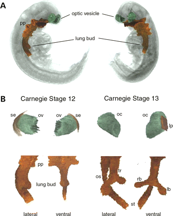 Figure 3. Three-dimensional reconstruction of eye and foregut development in early human embryos. (A) This panel shows two opposite lateral views of the same human embryo at CS12. The optic vesicles have been rendered in green following definition on two-dimensional digital sections of OPT reconstruction using the MAPaint program. The foregut from the pharyngeal pouches (pp) to just caudal to the lung bud is painted in red. (B) The panel below the Carnegie Stage 12 legend shows the isolated painted domains from the embryo in (A). The top pair of images are the optic vesicles (ov) in green with the suface ectoderm (se) in red. The lower paired images are lateral and ventral views of the foregut showing the early lung bud and prominent pharyngeal pouches (pp). The panel below the Carnegie Stage 13 legend shows the isolated painted domains from CS13 human embryos. The top pair of images are the optic cup (oc) in green with the lens pit (lp) in red. The lower paired images are lateral and ventral views of the clearly defined trachea (tr) with left (lb) and right (rb) main bronchi positioned ventral to the oesophagus (os).