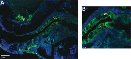 Figure 6. Sox2 expression in the foregut is highly evolutionarily conserved. (A) shows immunofluorescent staining in the oesophageal (os) endoderm of a saggital section through a 5-day-old zebrafish embryo. (B) shows a higher resolution image of the same section demonstrating that the staining in predominantly cytoplasmic at this stage. The significance of this subcellular distribution is not known but has been observed in several other tissues and cell types (Ann Hever, unpublished data).