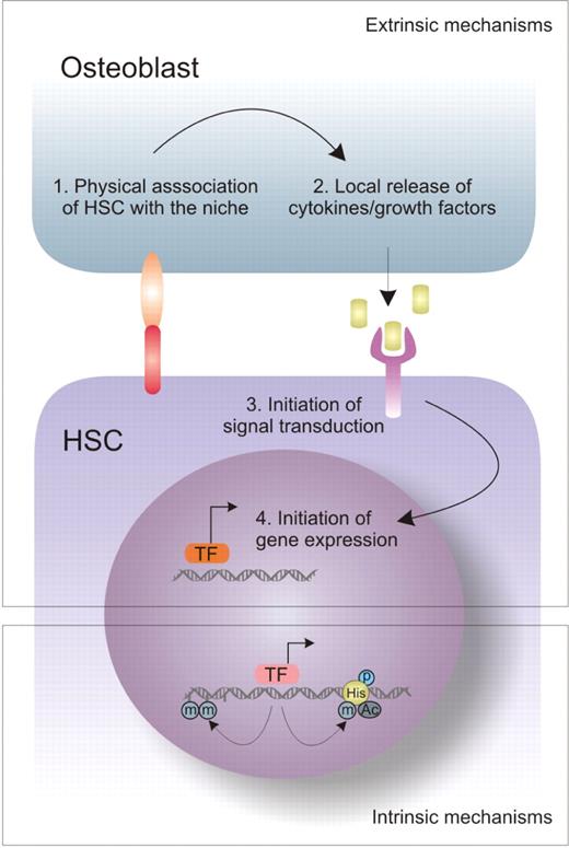 Extrinsic and intrinsic mechanisms that determine stem cell fate. HSC quiescence, self-renewal and differentiation are regulated by both intrinsic and extrinsic mechanisms. Extrinsic mechanisms include changes in stem cell fate that are dictated by the environment, i.e. niche. Once physical association between the osteoblast and the HSC has occurred, release of different growth factors will trigger diverse signal transduction pathways that will initiate expression of downstream target genes. Intrinsic mechanisms are niche-independent and, for example, they can affect the epigenetic state of HSC, as it is controlled by chromatin remodelers. (TF-transcription factors).