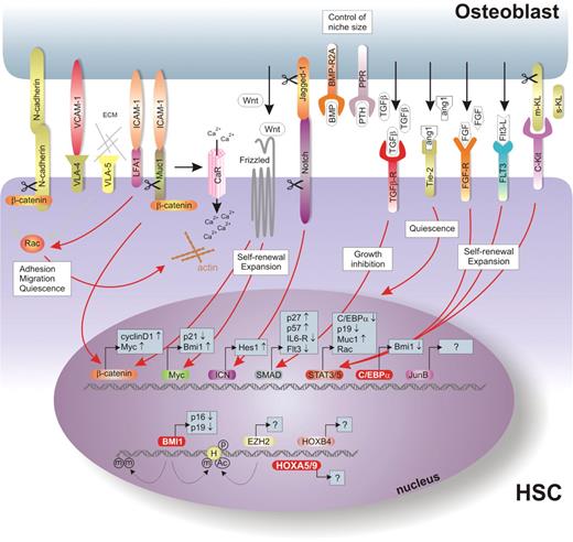 Signal transduction pathways in the HSC niche. A graphical representation of signaling pathways involved in the HSC fate in the niche. In this model, direct physical interaction between the HSC and osteoblast could be mediated by cadherins and integrins such as VLA-4 and VLA-5 (upper left section) which are involved in processes like adhesion and migration of the stem cell. Once appropriately localized within the quiescent niche, processes such as self-renewal, maintenance of quiescence or exit from the niche followed by proliferation and differentiation are highly controlled by growth factors and cytokines locally secreted by osteoblasts and stromal cells. Examples of such molecules are TGF-β, which is a negative regulator of the cell growth, Ang-1 responsible for the stem cell quiescence or WNTs and FGF-1, which promote stem cell expansion (upper right section). These factors can now dictate HSC fate by triggering specific signaling downstream modulators within the HSC, such as MYC, β-catenin, STATs, SMADs or C/EBPα. The possible intrinsic, that is, epigenetic regulators are represented in the lower part of the figure.