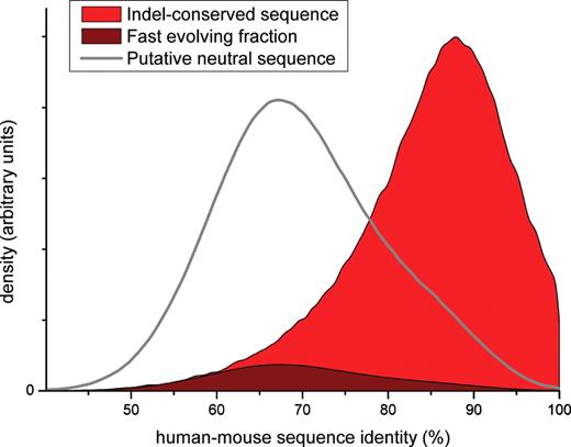 Evidence for elevated substitution rates within functional sequence. A lack of insertion and deletions (indels) indicates the past action of purifying selection and thus signals functional sequence. We used this signature to identify 54.4 Mb of human indel-free sequence in alignments with the mouse and dog genome. Our method was calibrated to include only 1% of false positives, neutrally evolving sequence which, by chance rather than selection, escaped any indel event over the evolutionary time span considered. If it is assumed that all indel-purified sequence is also purified of substitutions, the distribution of sequence identity within the 54.4 Mb set (red) would be a mixture of an unknown ‘conserved’ distribution and a 1% contribution from a ‘neutral’ distribution of sequence identity (grey outline). Instead, the observed distribution is consistent with an admixture of six times this amount of quasi-neutral evolution (maroon). Half of the 5% excess (about 1 Mb) has thus been acquiring substitutions above the mean neutral rate, despite being selectively purified of indels and thus presumably functional, suggestive of the possibility that positive selection caused the high rate of fixation of these substitutions. [Adapted from Lunter et al. (3), Fig. 7.]