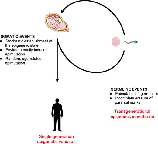 Mitotically heritable epigenetic variation can arise in somatic tissue within a lifetime and can alter phenotype. If epimutations occur in the germ line and are not cleared following fertilization, meiotically heritable epigenetic modifications may affect the phenotype of offspring.