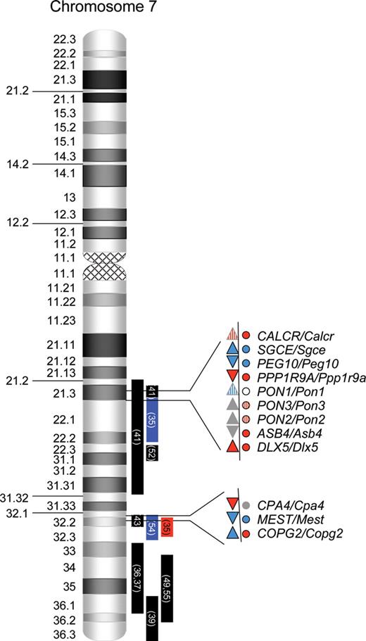 Ideogram of chromosome 7 showing the positions of the linkage peaks and imprinted domains. The direction of transcription is designated by the orientation of the triangle for the human genes. Maternal expression is indicated by red fill and paternal expression by blue fill. Those with conflicting or preliminary data are shown as striped. White fill indicates genes that are not imprinted and gray indicates that imprinting status is not known. Circles represent the murine orthologs and their imprinting status is indicated by color. The vertical bars represent the linkage peaks in genome-wide screens in ASD, with red and blue fill corresponding to increased maternal (red) or paternal (blue) sharing for the linkage peak.