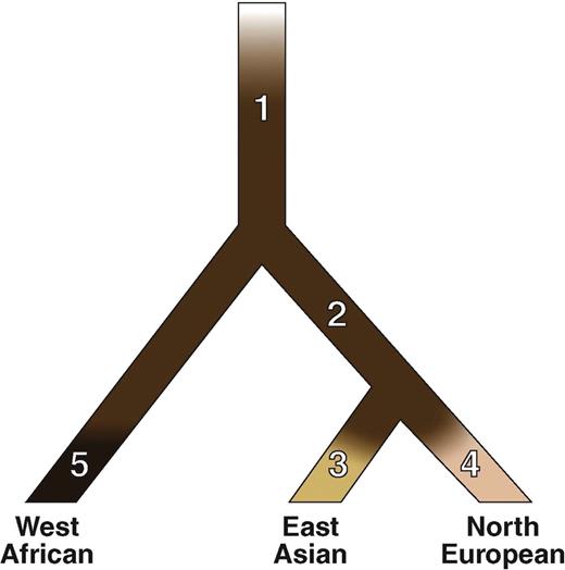 Speculative framework model for the evolutionary–genetic architecture of human pigmentation in three populations. The tree shows the average relationships among three human populations, with generalized deduced skin pigmentation level of these populations indicated by shading on the branches which are labeled 1–5. Genes hypothesized to have been subject to positive selection listed by branch are summarized in Table 1 along with the source(s) of evidence supporting their placement.