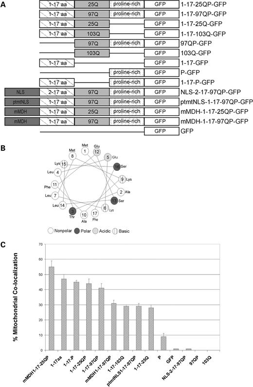  Httex1p constructs and % co-localization of Httex1p plasmids with mitochondria. ( A ) Schematic of Httex1p constructs. mtNLS, mutant NLS; mMDH, mitochondrial malate dehydrogenase mitochondrial targeting sequence. ( B ) The first 17 amino acids of Httex1p form an amphipathic α-helix. Using helical wheel software, the first 17 amino acids are predicted to form an amphipathic α-helix where hydrophobic and hydrophillic amino acids are positioned on opposite sides of the α-helix. ( C ) % co-localization of Httex1p polypeptides with mitochondria is shown. The first 17 amino acids are required for co-localization. Zeiss 510 software was used to analyze confocal microscope images of Httex1p polypeptides in St12.7 cells and Pearson's coefficient was determined per Htt construct and multiplied by 100 to obtain % co-localization. Standard error was calculated. 