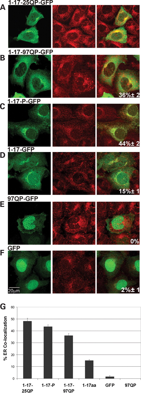  Httex1p polypeptides differentially associate with ER. ( A – F ) Httex1p constructs were transiently transfected into St12.7 cells and 48 h post-transfection, cells were stained with ER tracker Blue-White DPX to visualize ER. Confocal microscopy was performed to analyze Htt cellular localization and ER association. ( G ) Compilation of % co-localization of Httex1p plasmids with ER. Zeiss 510 software analysis was performed and Pearson's coefficient determined as described above. 