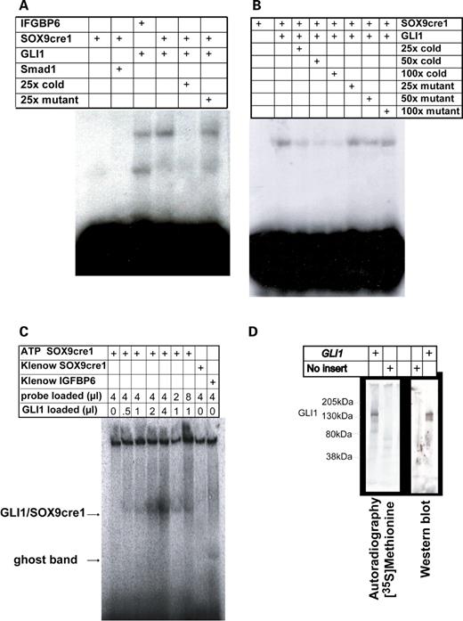 Physical binding of GLI1 to SOX9cre1 in EMSA experiments. (A) An EMSA displays the binding of the GLI1 transcription factor to the putative element in SOX9cre1. Probes with the IGFBP-6 putative site are used as a positive control, and the SMAD1 protein is used as a negative control. Binding is abolished with excess cold competitor, but retained with mutated cold competitor, signifying that the binding occurs at the putative site. (B) Serial dilutions of competitors display a dose-dependant quenching of the signal with cold competitor. (C) The signal band is dose-dependent on the quantity of GLI1 added. Increases in probe concentration only increase background. (D) Construction of the GLI1 transcription factor in vitro is verified by autoradiography with [3S] methionine and by western blot with GLI1 antibodies. GLI1 was created using erythrocyte extracts, and the negative controls consisted of the vector without GLI1.