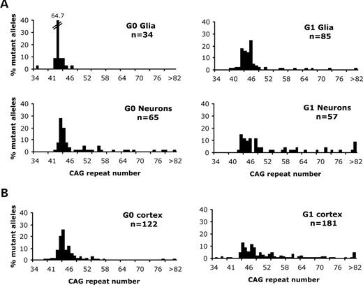 Mutation length profiles of laser-dissected cells from sections of human HD brain. The histograms show the distribution of mutation lengths within samples of neurons and glia obtained from Grade 0 (G0) and Grade 1 (G1) striatum (A) and cortex (B). In each case, the number of mutant alleles (n) examined is indicated. The mutant HD allele in blood from the Grade 0 and Grade 1 cases carry 42 and 45 CAG repeats, respectively. (A) The median mutation length of G0 neurons (median = 44 CAG repeats) is significantly greater (P < 0.0001, Mann–Whitney U test) than that of G0 glia (median = 42 CAG repeats). The median mutation length of G1 neurons (median = 48 CAG repeats) is significantly greater (P < 0.0004, Mann–Whitney U test) than G1 glia (median = 45 CAG repeats). The >82 CAG repeat category on the histograms comprises a mutant allele of 110 CAG repeats (Grade 0 neurons) and alleles of 87, 89, 109 and 304 CAG repeats (Grade 1 neurons). (B) The distribution of mutation lengths detected in Grade 0 cortical neurons (median = 44 CAG repeats) and Grade 1 cortical neurons (median = 48 CAG repeats). The >82 CAG repeat category on the histograms comprise a mutant allele of 206 CAG repeats in the Grade 0 cortical neuron sample and alleles of 86, 87, 119, 122, 137, 148 and 167 CAG repeats in the Grade 1 neuron sample. One allele of 33 CAG repeats detected in the Grade 1 cortical neuron sample is not included in the histogram.