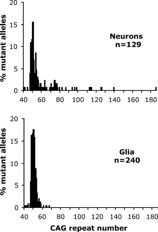 A comparison of mutation lengths present in neurons and glia from the same human HD brain. The histograms show the distribution of mutation lengths within samples of laser-dissected neurons and glia obtained from temporal cortex of an unstaged HD brain (no. 1682). The mutant HD allele in blood from this case carries 50 CAG repeats. The number of mutant alleles (n) examined is indicated on each histogram. The median mutation length of the neurons (median = 51 CAG repeats) is significantly greater (P < 0.0001, Mann–Whitney U test) than that of glia (median = 50 CAG repeats).
