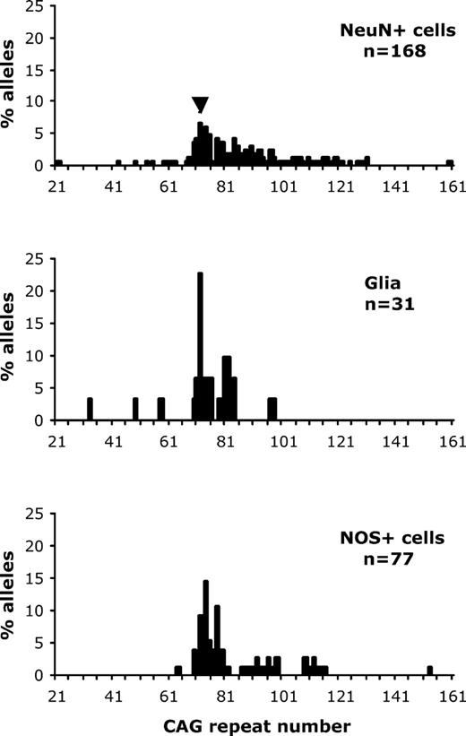 CAG repeat length profiles of different populations of laser-dissected cells from sections of old HD mouse striatum. All data presented in this figure were obtained from non-WT alleles of the same 27-month-old HD mouse with an inherited mutation length of 72 CAG repeats (indicated by an arrowhead). The top, middle and bottom panels indicate the CAG repeat length profile of striatal NeuN+ neurons (median = 80.5 CAG repeats), striatal glia (median = 75 CAG repeats) and striatal NOS+ cells (median = 78 CAG repeats), respectively. In each case the number of mutant alleles (n) examined is indicated. The median mutation length of the glia is significantly smaller than that of the NeuN+ cells (P < 0.005, Mann–Whitney U test) and NOS+ cells (P < 0.04, Mann–Whitney U test) but there is no significant difference in the median mutation lengths of the NOS+ and NeuN+ cells.