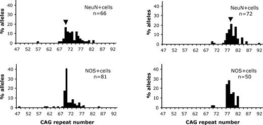 Mutation length profiles in different populations of laser-dissected cells from sections of 6-month-old HD mouse striatum. (A) Mutation lengths of NeuN+ (upper panel) and NOS+ (lower panel) cells from a 6-month-old HD mouse with an inherited mutation length of 70 CAG repeats. Statistical comparison of mutation profiles of NeuN+ and NOS+ indicates that the median mutation length in NeuN+ cells (73 CAG repeats) is significantly larger (P < 0.0001, Mann–Whitney U test) than the median mutation length in the NOS+ cells (70 CAG repeats). (B) Mutation lengths of NeuN+ (upper panel) and NOS+ (lower panel) cells from a 6-month-old HD mouse with an inherited mutation length of 78 CAG repeats. Statistical comparison of mutation profiles derived from NeuN+ and NOS+ indicates that the median mutation length in NeuN+ cells (80 CAG repeats) is significantly larger (P < 0.0001, Mann–Whitney U test) than the median mutation length in the NOS+ cells (78 CAG repeats). In (A) and (B) the number of mutant alleles (n) examined is indicated.