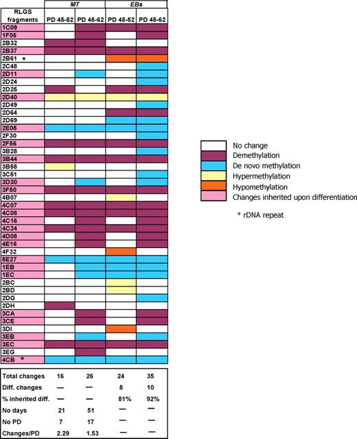 DNA methylation changes in NOTT1 cultures and their inheritance in day 12 EBs. RLGS fragments that vary over time in culture and after 12 days post-differentiation via EB formation are indicated. All NOTT1 culture data are expressed relative to the MT 45 PD RLGS profile. Culture-induced methylation changes inherited upon differentiation are highlighted. PD, population doublings.