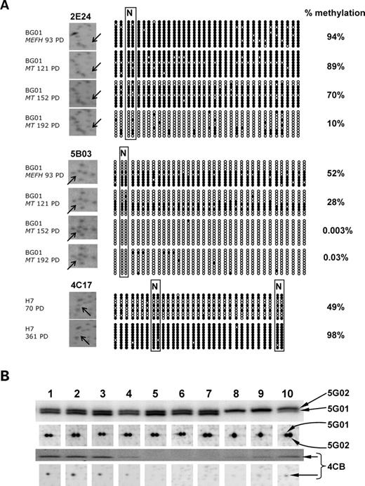 Verification of RLGS fragment differences as changes in DNA methylation. (A) RLGS profiles and corresponding bisulphite sequencing for CpG island fragments 2E24, 5B03 and 4C17. Each bisulphite sequence is represented by a row of circles representing CpG dinucleotides and each row represents a single cloned DNA molecule. Filled circles represent methylated CpG dinucleotides; open circles represent unmethylated CpG dinucleotides. N and boxed circles represent the methylation-sensitive, NotI restriction enzyme site analysed in the RLGS fragment. Bisulphite sequences indicate a change in clonal penetrance of demethylation (2E24, 5B03) or methylation (4C17) events over time. (B) RLGS profiles (lower boxes) and corresponding Southern blots (upper boxes) of NotI/EcoRV digested DNA using 28S and INTERGENIC SPACER 2 rDNA probes representing fragments 5G01, 5G02 and 4CB (F2, G1 and N1 as identified by Kuick et al. (22). Lanes 1, BG01 MEFH 93 PD; 2, BG01 MEFH 165 PD; 3, BG01 MEFH 207 PD; 4, BG01 MEFKSR 111 PD; 5, BG01 MT 121 PD; 6, BG01 MT 152 PD; 7, BG01 MT 192 PD; 8, HES-2 138 PD; 9, HES-2 219 PD; 10, NCL1 68 PD. PD, population doublings.