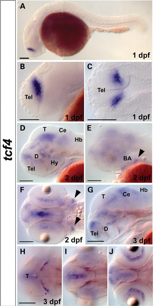  Whole-mount in situ hybridization (WISH) of tcf4 in zebrafish embryos. ( A – C ) At 1 day post-fertilization (dpf), tcf4 is expressed in a single domain in dorsal telencephalon. At 2 dpf ( D – F ) and 3 dpf ( G – H ), tcf4 is expressed in the retina, telencephalon, hindbrain and multiple regions in the midbrain and the diencephalon. At 2 dpf, tcf4 is expressed in branchial arches (black arrowheads in E and F). (A, B, D, E, G) Lateral views. (C) Flat-mounted dorsal view. (F, H – J ) Dorsal views. (H–J) Dorsal views at different planes with (H) representing most dorsal and (J) most ventral plane of tcf4 expression. Scale bars represent 100 µm. BA, branchial arches; Ce, cerebellum; D, diencephalon; Hb, hindbrain; Hy, hypothalamus; T, tectum; Tel, telencephalon. 