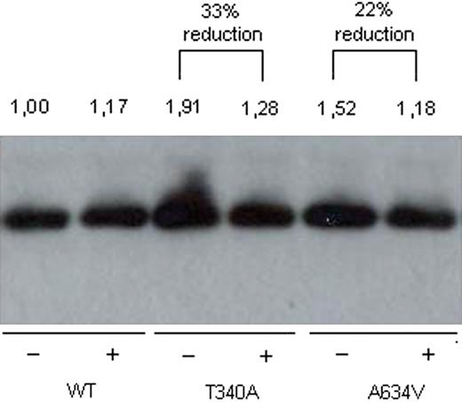 Effect of EGFR inhibition on RhoA activity. The level of active RhoA (GTP status) was assessed in the presence of the EGFR inhibitor Tyrphostin AG 1478 in wild-type E-cadherin, T340A and A634V expressing cells. The intensity of the bands was normalized in function of loading and the fold of increase calculated in comparison with wild-type untreated cells. (+9.45 µM Tyrphostin AG 1478; −DMSO negative control).