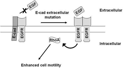 Schematic proposed model. Extracellular mutations of E-cadherin disturb the stability of E-cadherin/EGFR heterodimers, allowing receptor activation by the ligand and consequent activation of RhoA signalling pathway, accompanied by enhanced cell motility.