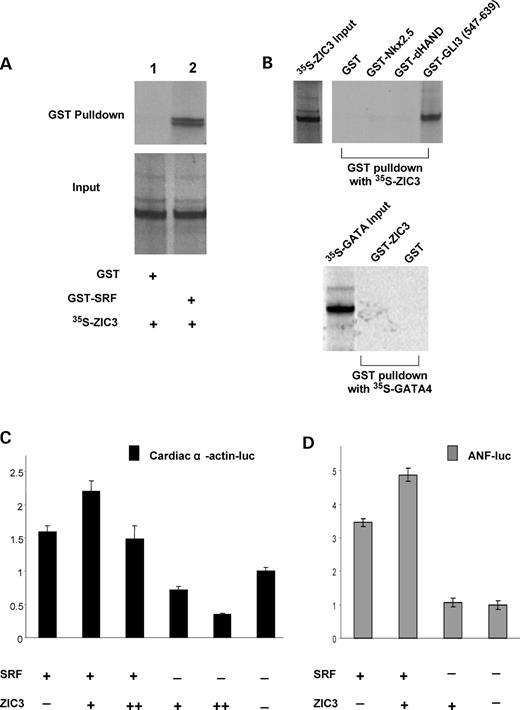  ZIC3 physically interacts with SRF and synergistically activates cardiac α-actin and ANF promoters with SRF. ( A ) GST–SRF pull-down assay. In vitro -translated [ 35 S]methionine-labeled wild-type ZIC3 was incubated with GST or GST–SRF fusion protein immobilized on glutathione-agarose beads. ( B ) Additional GST pull-down assays. In the top panel, in vitro -translated 35 S-ZIC3 was incubated with GST, GST–Nkx2.5, GST–dHAND and GST–GLI3 (547–639) fusion proteins immobilized on glutathione-agarose beads, respectively; while in the lower panel, in vitro -translated 35 S-GATA4 was incubated with GST or GST–ZIC3. For all GST pull-down assays, the beads were washed extensively, and the bound proteins were resolved on 4–12% Bis–Tris gel and visualized by autoradiography. In these studies, GST–GLI3 (547–639) is served as a positive control. ( C ) Co-activation assay. HeLa cells were cotransfected with or without 100 ng SRF expression vector (pCGN-SRF), 100 ng cardiac α-actin promoter-luciferase reporter construct and with and without ZIC3 expression vector (+, 100 ng and ++, 200 ng). ( D ) HeLa cells were cotransfected with 100 ng PCGN-SRF, 100 ng ZIC3 expression vector and 100 ng ANF-luciferase reporter construct. Firefly luciferase activities were normalized to Renilla luciferase activity. Data shown are expressed as mean ± SD. 