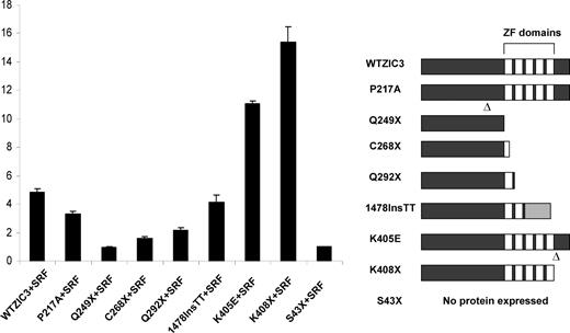 Functional interactions of various ZIC3 mutants with SRF on cardiac α-actin promoter. HeLa cells were cotransfected with 100 ng PCGN-SRF and 100 ng various mutant ZIC3 expression vectors along with 100 ng cardiac α-actin promoter-luciferase reporter construct. Firefly luciferase activities were normalized to Renilla luciferase activity. Data shown are expressed as mean ± SD. The right panel shows wild-type ZIC3 and a series of nonsense and missense ZIC3 mutant alleles.
