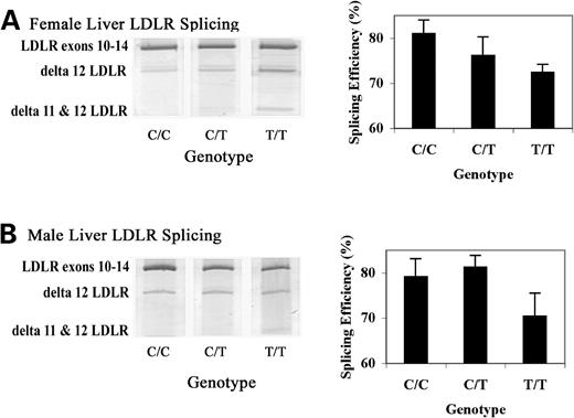  rs688 associates with LDLR splicing efficiency in female human livers in vivo . This figure depicts representative splicing results as well as quantitation for female ( A ) and male ( B ) liver samples. The bands corresponding to LDLR exons 10–14, as well as LDLR exons 10–11–13–14 (delta 12 LDLR), and LDLR exons 10–13–14 (delta 11 & 12 LDLR) are labeled. Sequencing established that the faint and inconsistent band above delta 12 LDLR represents delta 11 LDLR, which was not included in the quantitative analysis. rs688 was significantly associated with decreased splicing efficiency in females, i.e. P = 0.024 by non-parametric analysis. rs688 was not significantly associated with splicing efficiency in males ( P = 0.114). 