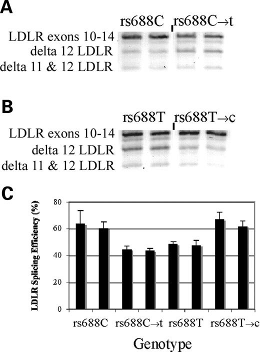  rs688 specifically modulates LDLR splicing efficiency in vitro . For each of the rs688C and rs688T minigenes, we used site-directed mutagenesis to convert the C allele to the minor T allele, or vice versa. The eight constructs were then transfected into HepG2 cells in parallel and RNA isolated for analyses 24 h later. These results depict representative images ( A and B ) and quantitation [ C , mean ± SD ( n = 3)]. Splicing efficiency was increased by the rs688C allele, regardless of haplotypic background ( P < 0.001). 