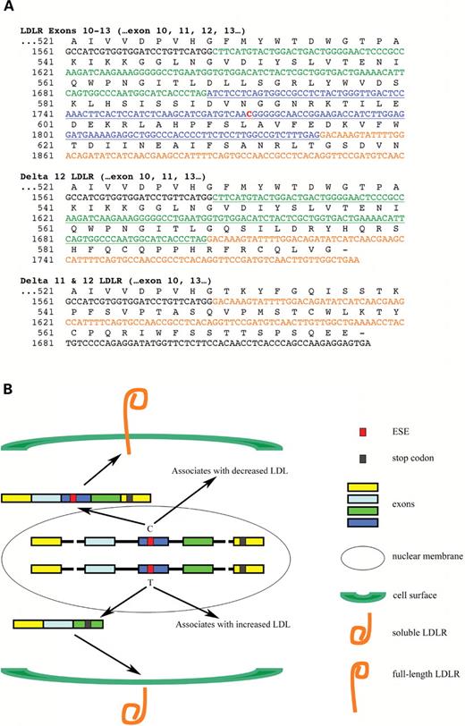  Inefficient LDLR exon splicing: primary sequence and LDLR function. ( A ) The sequence whereby the lack of exon 12 or exons 11 and 12 alters the LDLR reading frame, leading to premature stop codons. Exons 10 are 14 are presented in black font while exons 11, 12 and 13 are presented in green, blue and orange font, respectively. rs688 is in red font. The corresponding amino acids are above the nucleotide sequence. ( B ) The opposing effects of the rs688C and rs688T alleles on (i) the LDLR exon 12 ESE, (ii) the proportion of LDLR mRNA lacking exon 12, (iii) the generation of predicted soluble forms of LDLR and (iv) cholesterol homeostasis. In addition to reflecting the findings of this report, this model proposes the testable hypothesis that the soluble LDLR isoforms antagonize LDL uptake; such actions have been reported previously for recombinant soluble LDLR isoforms and for a soluble form of ApoER2 ( 27–29 ). 