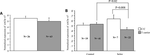 Association between rs6994992 and nAChR α7 subunit mRNA expression in the DLPFC of normal controls and patients with schizophrenia. (A) A significant effect of genotype on the normalized nAChR α7 subunit mRNA expression was observed in the whole cohort, with T allele carriers having significantly lower amount compared with C/C individuals (P = 0.04). (B) Splitting the genotypes by diagnosis revealed a significant interaction of diagnosis and genotype (P = 0.002) with schizophrenic patients carrying the risk allele having significantly lower expression of mRNA than controls who are risk allele carriers (P = 0.02). Graphs represent mean ± SEM.