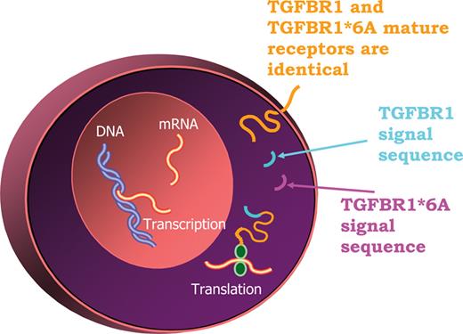 Secondary signaling effects of TGFBR1 *6A. Amino terminus sequencing has shown that the polyalanine tract that contains the 3-Ala deletion, which differentiates TGFBR1*6A from TGFBR1, is part of the signal sequence. Given the fact that TGFBR1*6A and TGFBR1 mature receptors are identical, the biological actions of TGFBR1*6A are likely due to its signal sequence secondary signaling effects. 