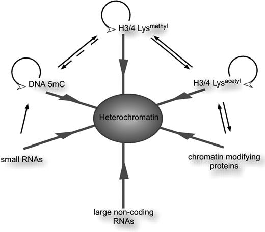 Epigenetic modifications and mechanisms leading to heterochromatin formation. Three different covalent modifications are important to distinguish the heterochromatic from the euchromatic state. Hypermethylation and hypoacetylation at lysine residues on core histones H3 and H4 as well as DNA methylation on cytosines contribute to the formation of heterochromatin. Each of the epigenetic modifications can be directly propagated and may influence acquisition of the other two. Targeting of the molecular machineries catalyzing these modifications can be accomplished through various RNAs as well as chromatin modifying protein complexes. Abbreviations: H3/4-Lys methyl , histone H3 or H4 methylated on lysine residues; H3/4-Lys acetyl , histone H3 or H4 acetylated on lysine residues; DNA 5mC, DNA methylation. 
