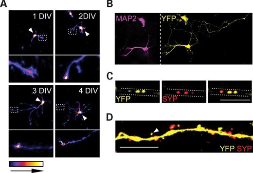 Intracellular distribution of E6-AP:YFP to the nucleus and synapse in dissociated hippocampal neurons. E6-AP:YFP undergoes differential intracellular trafficking to the growth cone, synapse (presynaptic and postsynaptic) and nucleus in dissociated hippocampal neurons. (A) Confocal images taken of Ube3aYFP maternal-derived neurons at 1, 2, 3 and 4 DIV demonstrated that E6-AP:YFP was enriched in the nucleus (white arrowheads) and growth cones of primary elongating neurites. The ends of primary neurites were magnified to demonstrate enrichment of E6-AP:YFP (dashed boxes are expanded to panels below). (B) Images taken of Ube3aYFP neurons 4 DIV stained with anti-MAP2 and anti-YFP indicated localization of E6-AP:YFP to both axons and dendrites in developing neurons. (C) High magnification confocal images taken of 25 DIV neurons stained with anti-synaptophysin (SYP) and anti-YFP demonstrated distinct clustering of E6-AP:YFP with synaptophysin along axons. (D) Along dendritic shafts, E6-AP:EYFP was diffusely distributed and was present in dendritic spines (white arrowheads). Scale bar: 10 µm in (C) and (D).