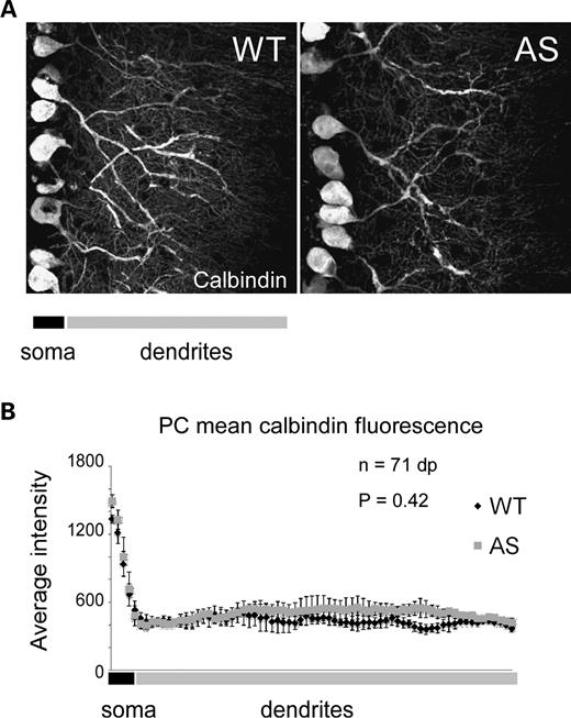 Loss of maternal E6-AP does not affect cerebellar Purkinje cell organization or dendritic branching. (A) Representative confocal images showing calbindin staining in WT and AS (maternal null) mice. Purkinje cells in AS mice show similar organization and branching compared with WT. (B) Quantitative confocal analysis of calbindin staining in Purkinje cell dendrites as an indirect indicator of branching. The mean calbindin fluorescence across Purkinje cell soma and dendrites was not statistically significant between WT and AS mice, indicating normal Purkinje cell dendritic branching in AS mice. dp, data points.
