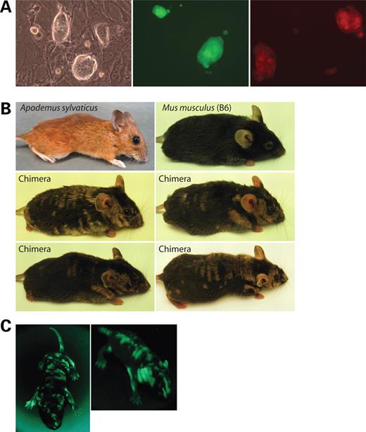 Images of Apodemus ES cells and Apodemus–Mus chimeras. (A) Left: phase-contrast image of AS-ES1 colonies; middle panel: green fluorescence image of AS-ES1-hrGFP1 colonies; right: red fluorescence image of AS-ES1-DsRed colonies. (B) Images of A. sylvaticus, M. musculus B6, and four different chimeras. (C) Green fluorescence images of two different chimeras created with AS-ES1-hrGFP1 cells.