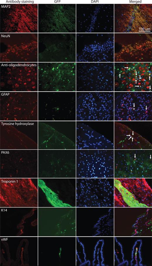 IF characterization of the cellular identity of Apodemus-derived cells in chimeras. Each section has four images in a row, which are (from left to right) IF staining using the antibody indicated, GFP fluorescence marking Apodemus-derived cells, DAPI marking nuclei and merged image. The co-localization of IF signal and GFP indicates that Apodemus-derived cells have differentiated into cell types identified by IF. For merged images where co-localization between IF signal and GFP is not immediately obvious, arrows are used to indicate such co-localization. MAP2 and NeuN antibodies stain processes and cell bodies of neurons, respectively; anti-oligodendrocytes antibody stains oligodendrocytes and their myelin sheaths; GFAP antibody stains cell bodies of astrocytes; TH antibody stains axon terminals of dopaminergic neurons; PAX6 antibody stains cell bodies of adult neural stem cells; troponin 1 antibody stains cell bodies of cardiomyocytes; K14 stains cell bodies of epithelial cells; and vWF antibody stains cell bodies of endothelium. MAP2, NeuN, anti-oligodendrocytes, GFAP and PAX6 staining was performed on cortical sections. TH, Troponin 1, K14 and vWF staining was performed on basal ganglia, heart, skin and small intestine sections, respectively.
